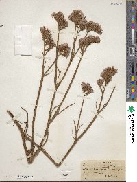 Limonium sinuatum image