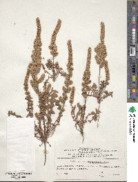 Psylliostachys spicata image