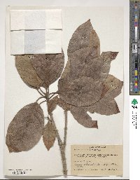 Bassia latifolia image