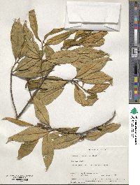 Image of Isonandra lanceolata