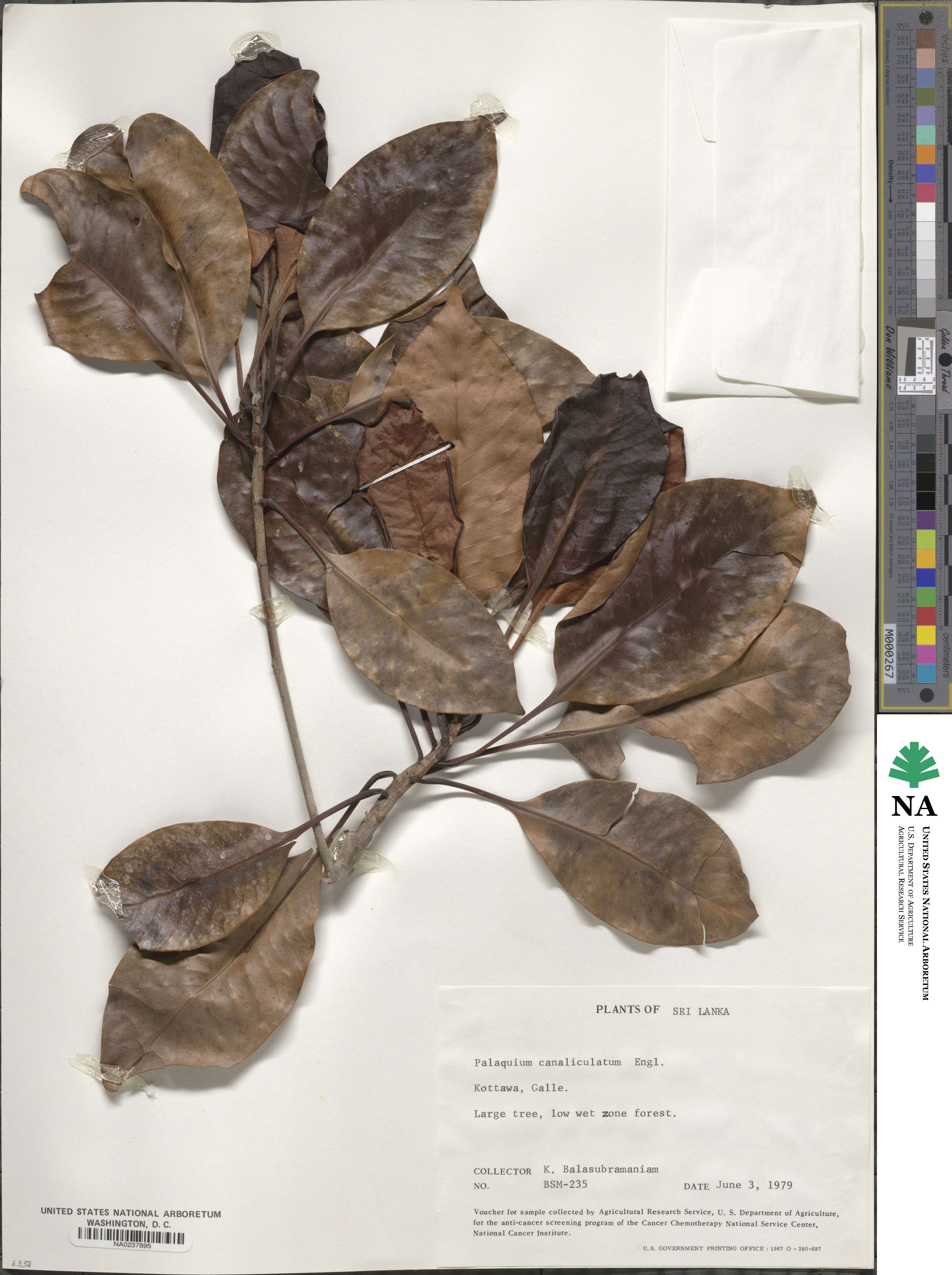 Palaquium image
