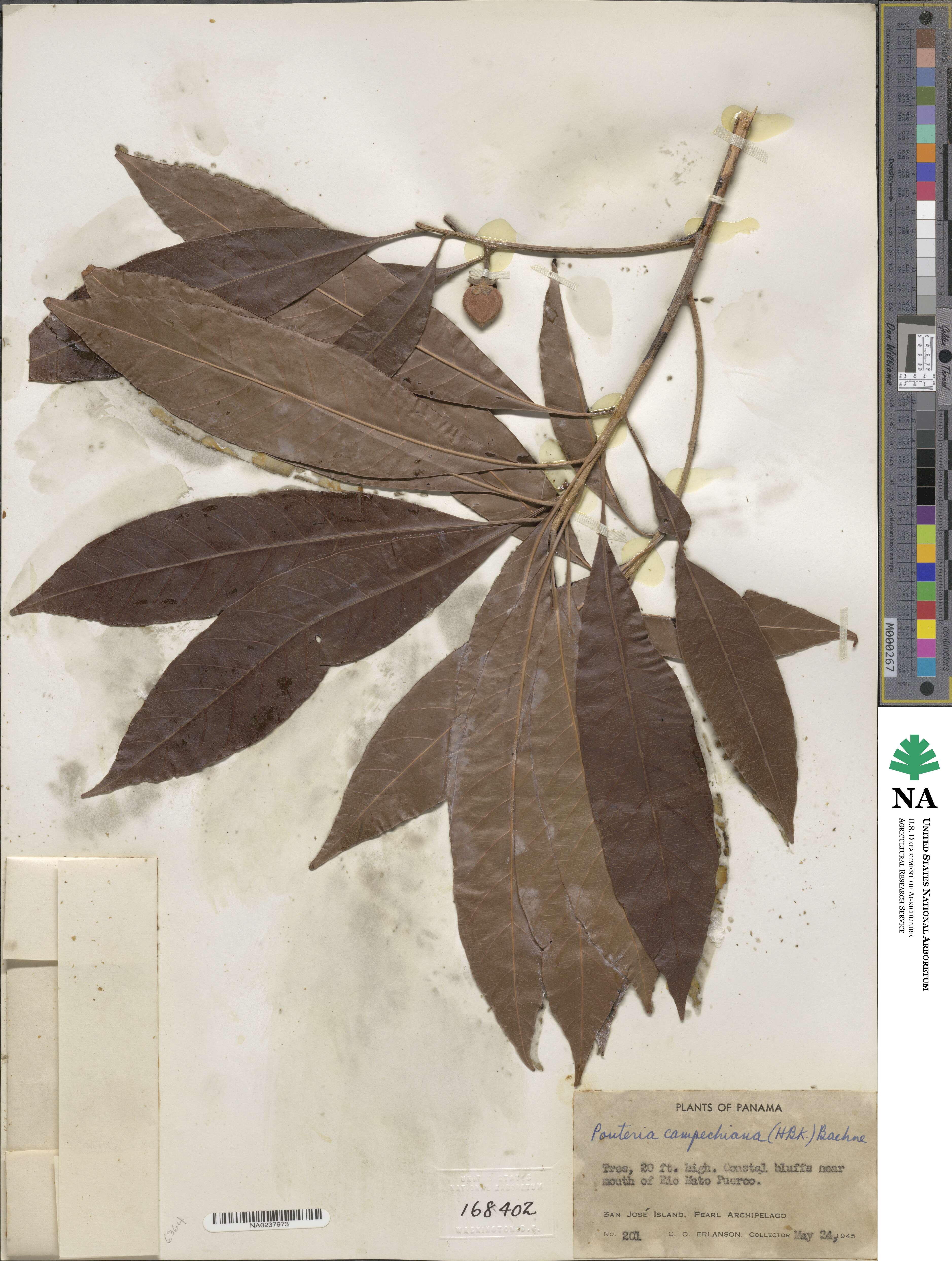 Pouteria campechiana image