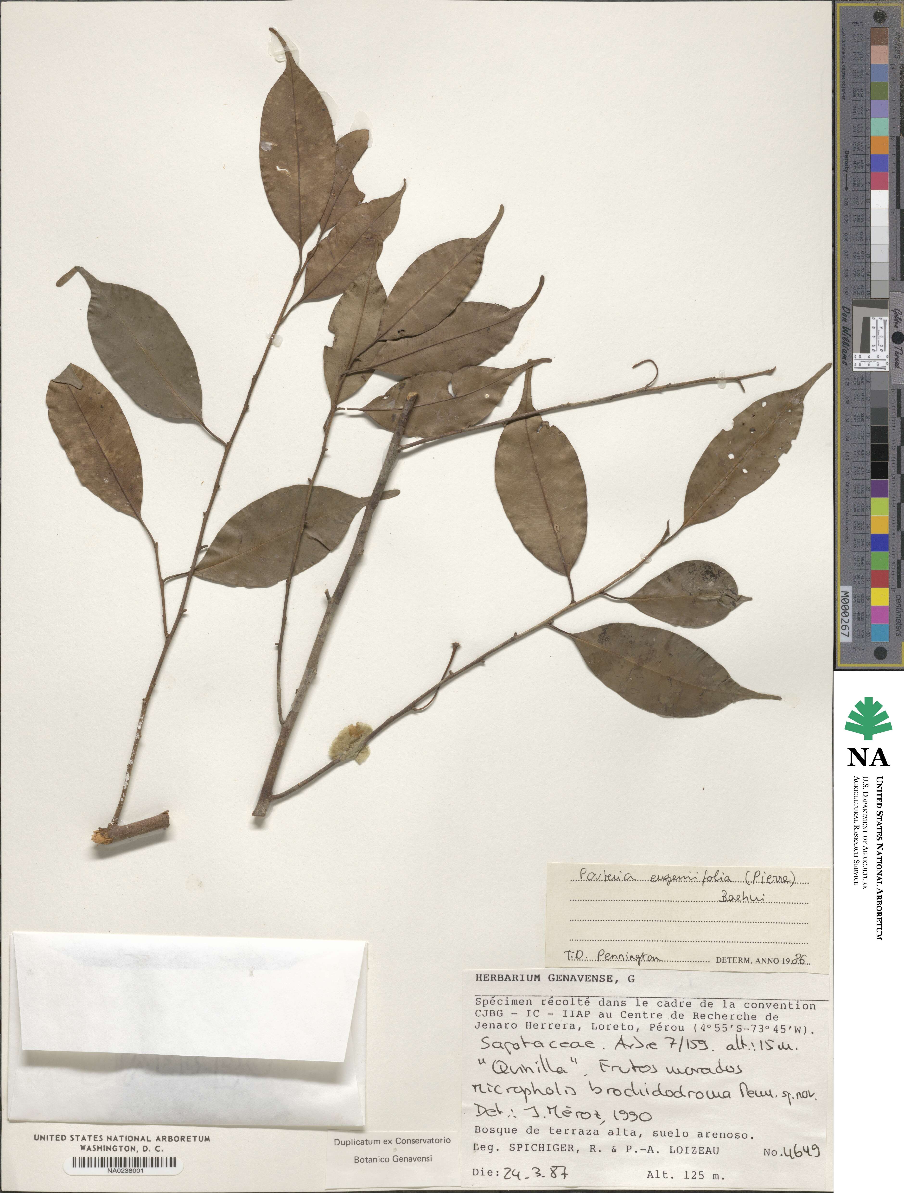 Pouteria eugeniifolia image