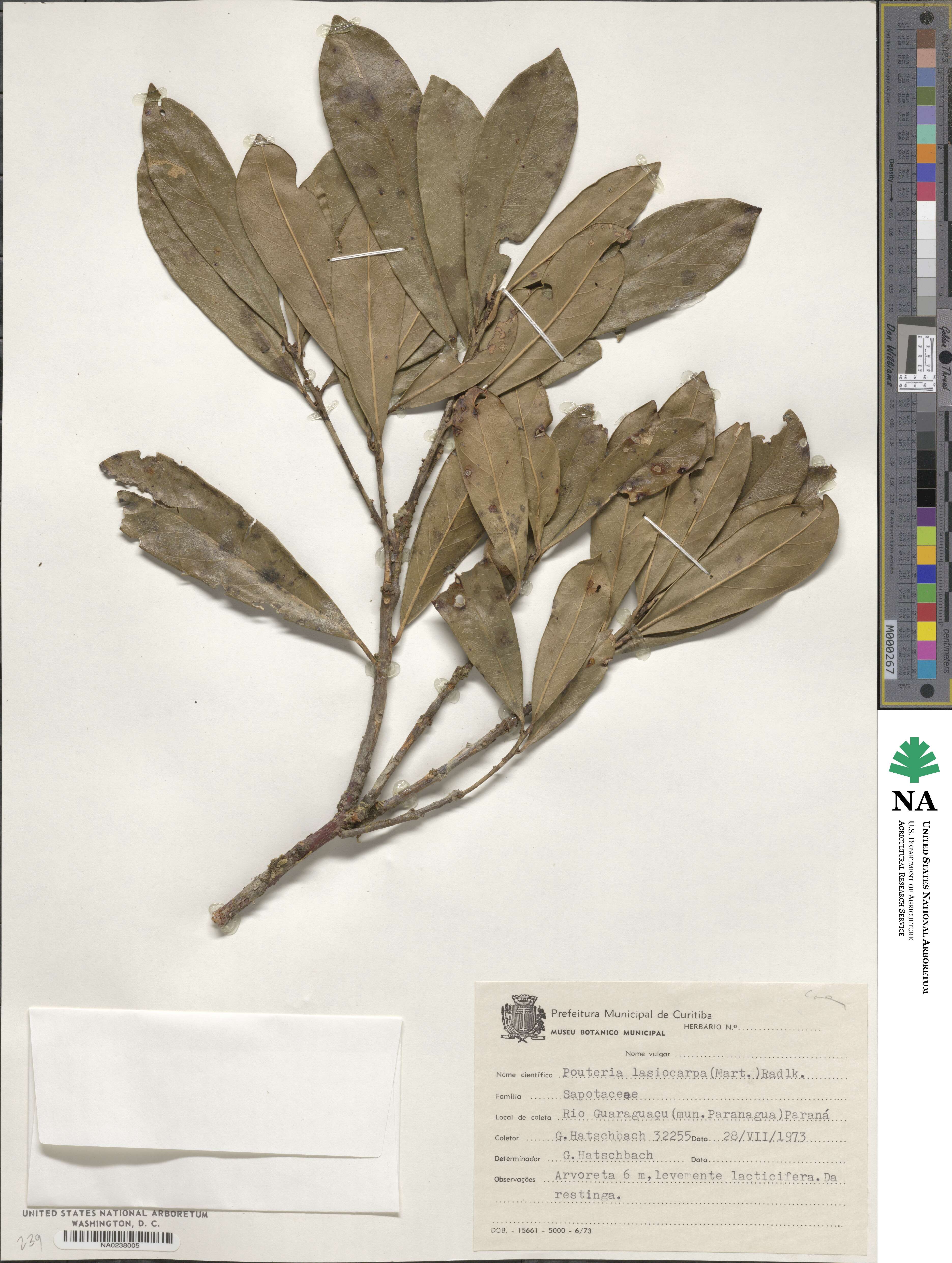 Pouteria caimito image