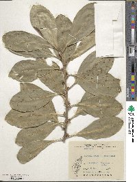 Planchonella obovata image