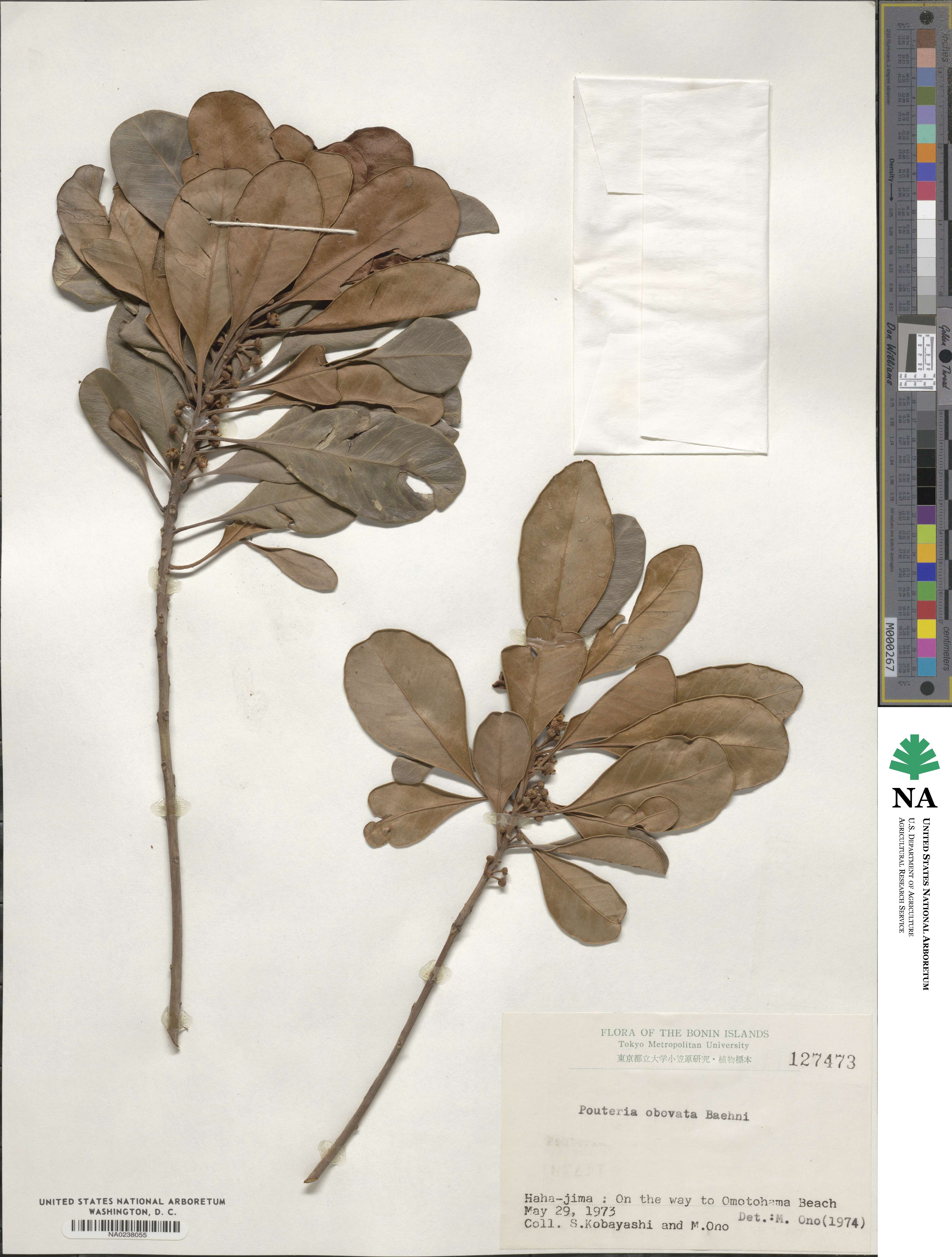 Planchonella obovata image