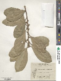 Planchonella obovata image