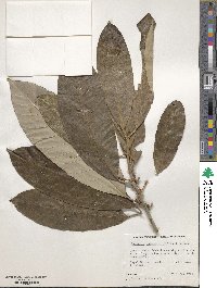 Pouteria multiflora image