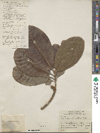 Planchonella obovata image