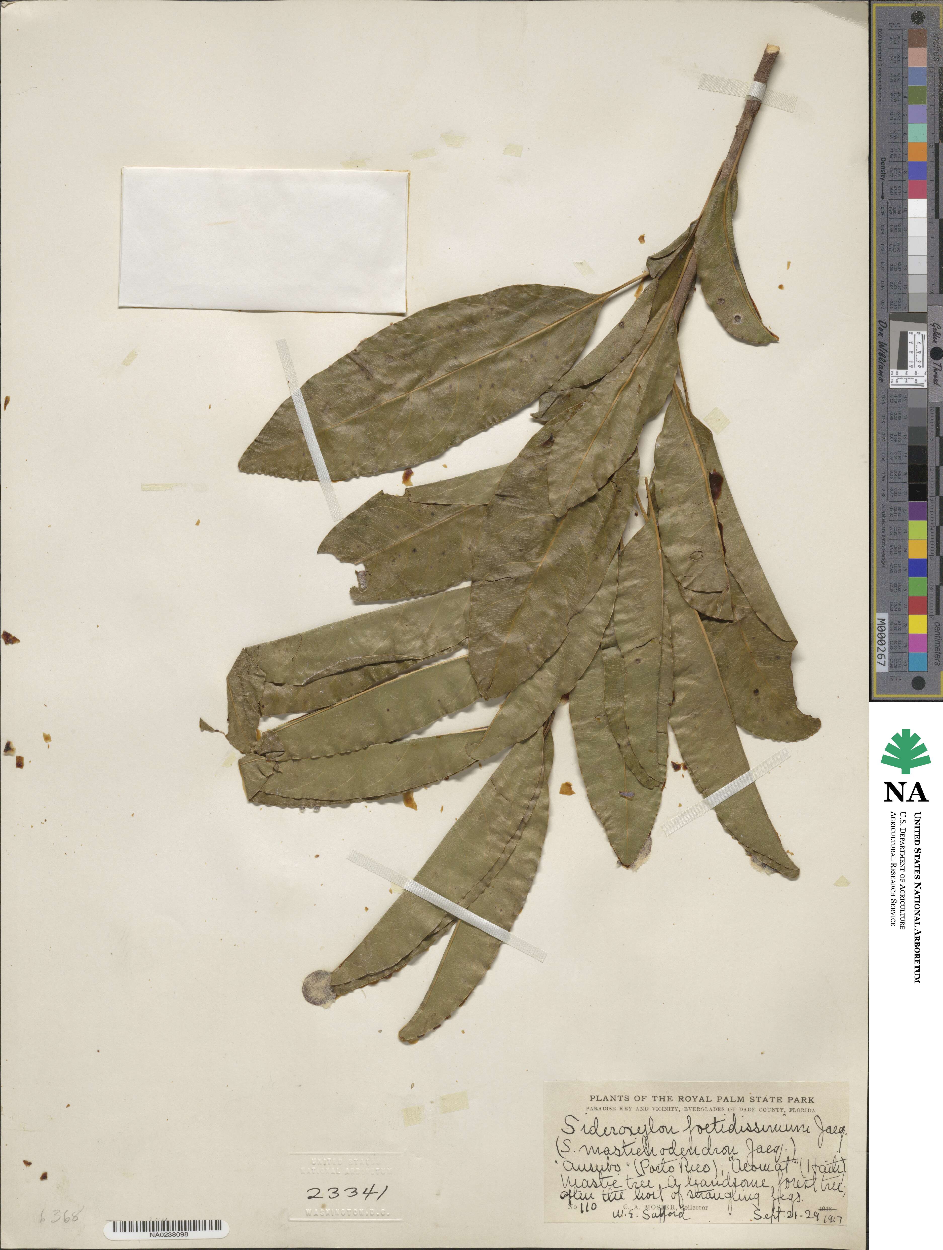 Sideroxylon foetidissimum image
