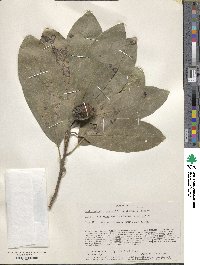 Image of Sideroxylon angustifolium