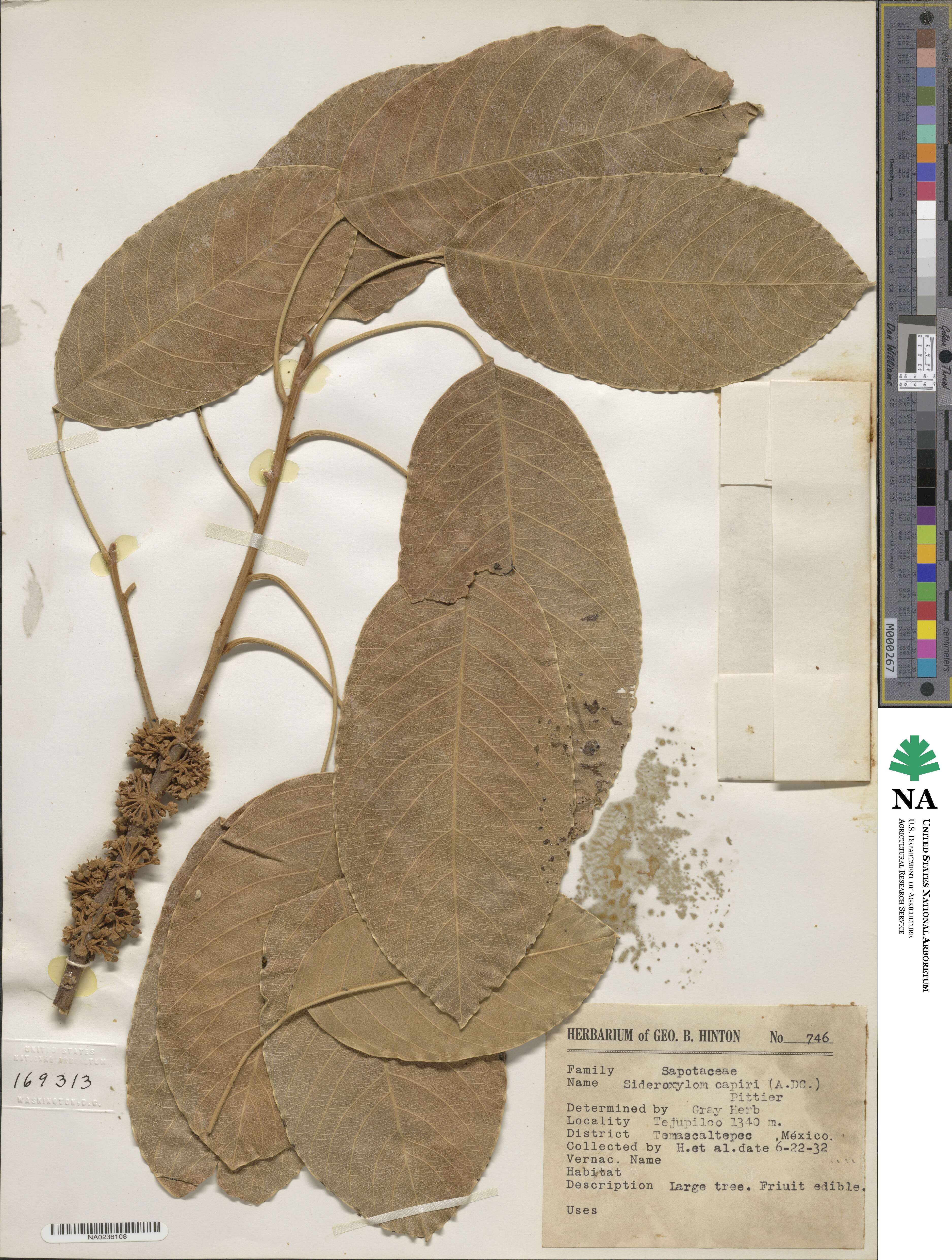 Sideroxylon capiri image