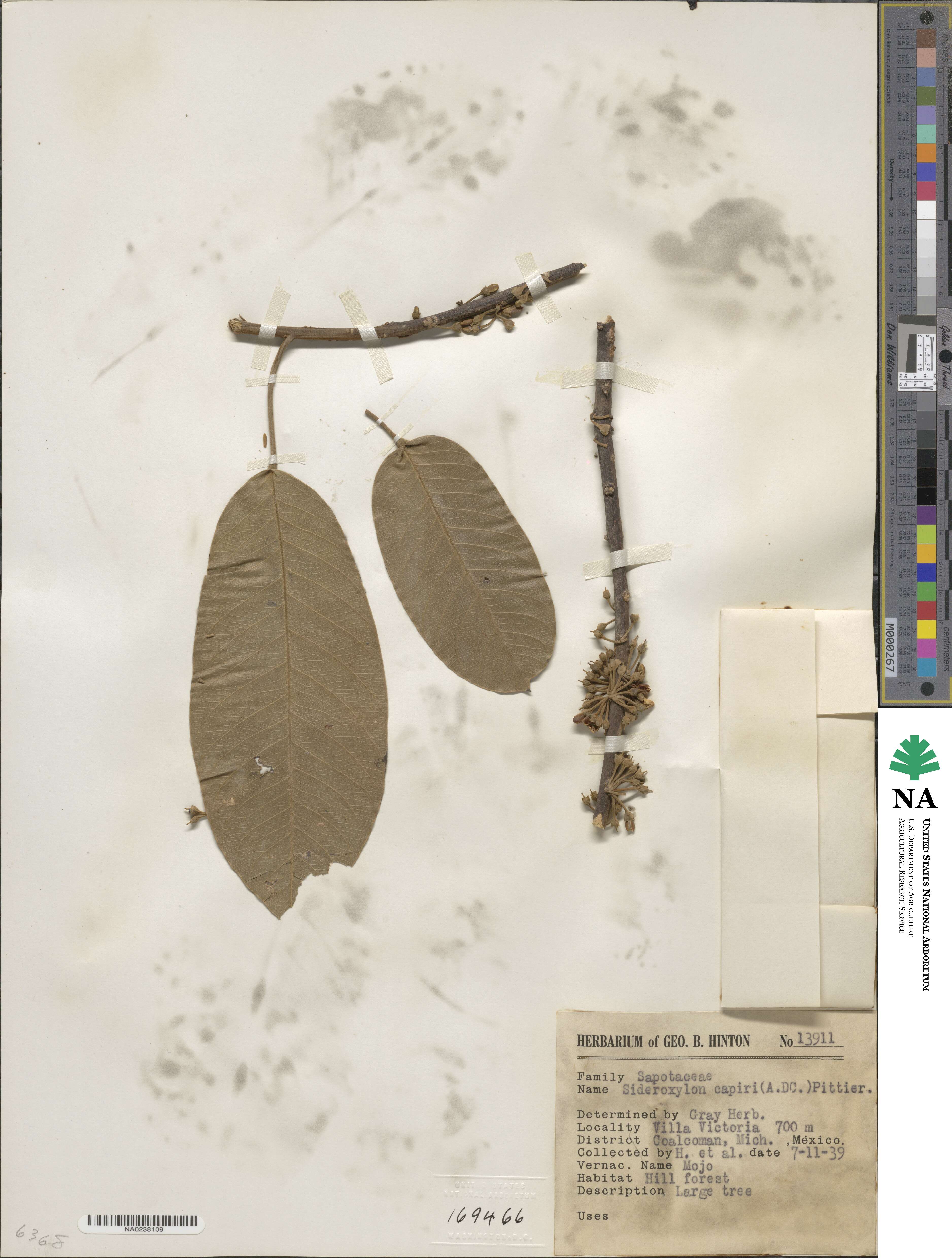 Sideroxylon capiri image
