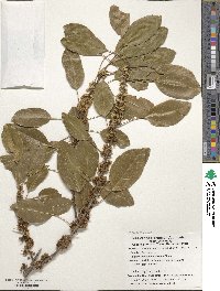 Sideroxylon foetidissimum image