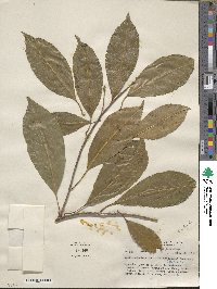 Sideroxylon foetidissimum image