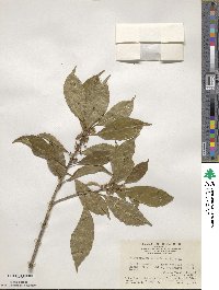 Sideroxylon wightianum image