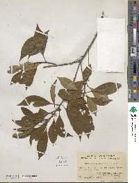 Sideroxylon wightianum image