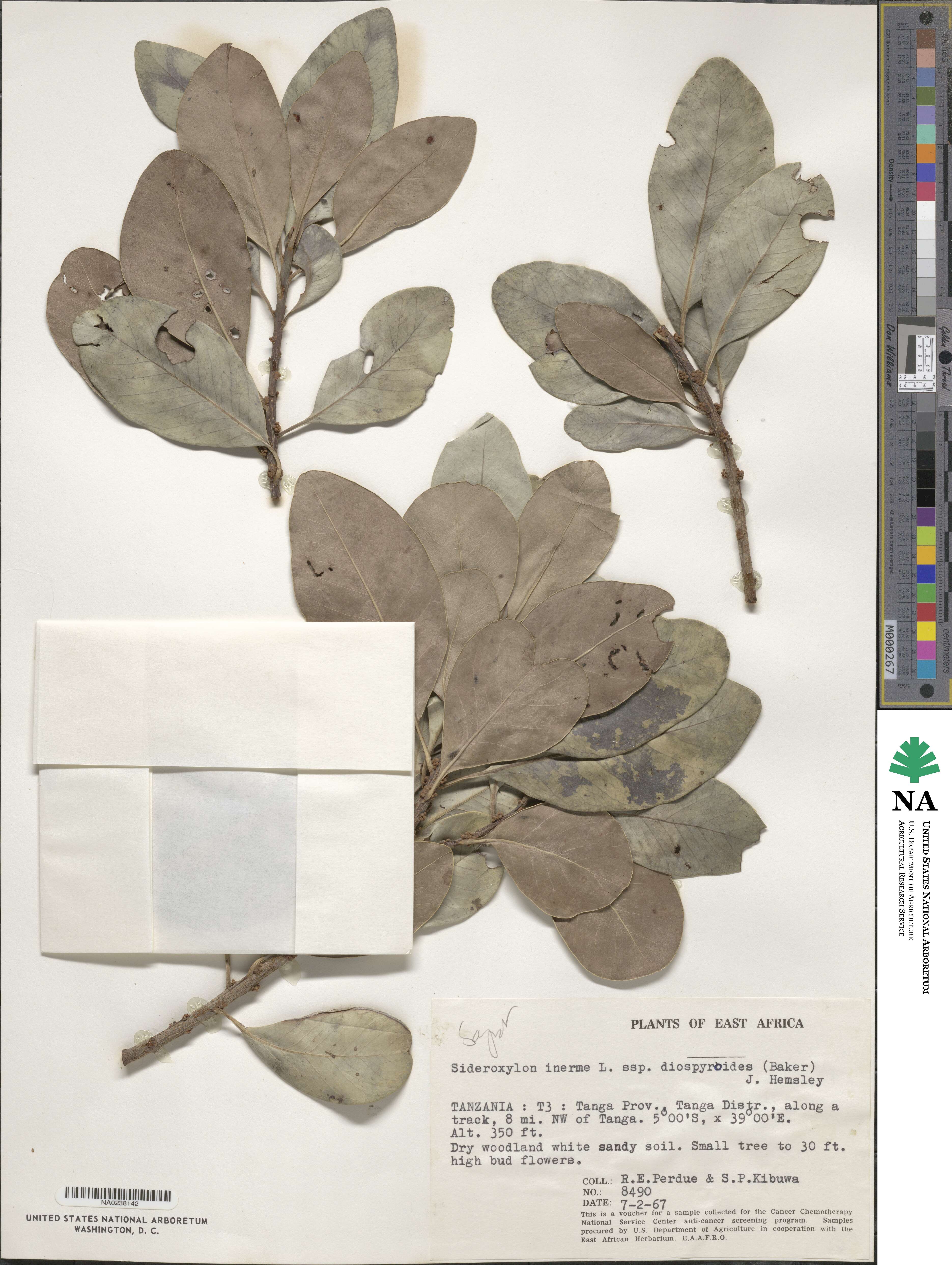 Sideroxylon inerme subsp. diospyroides image