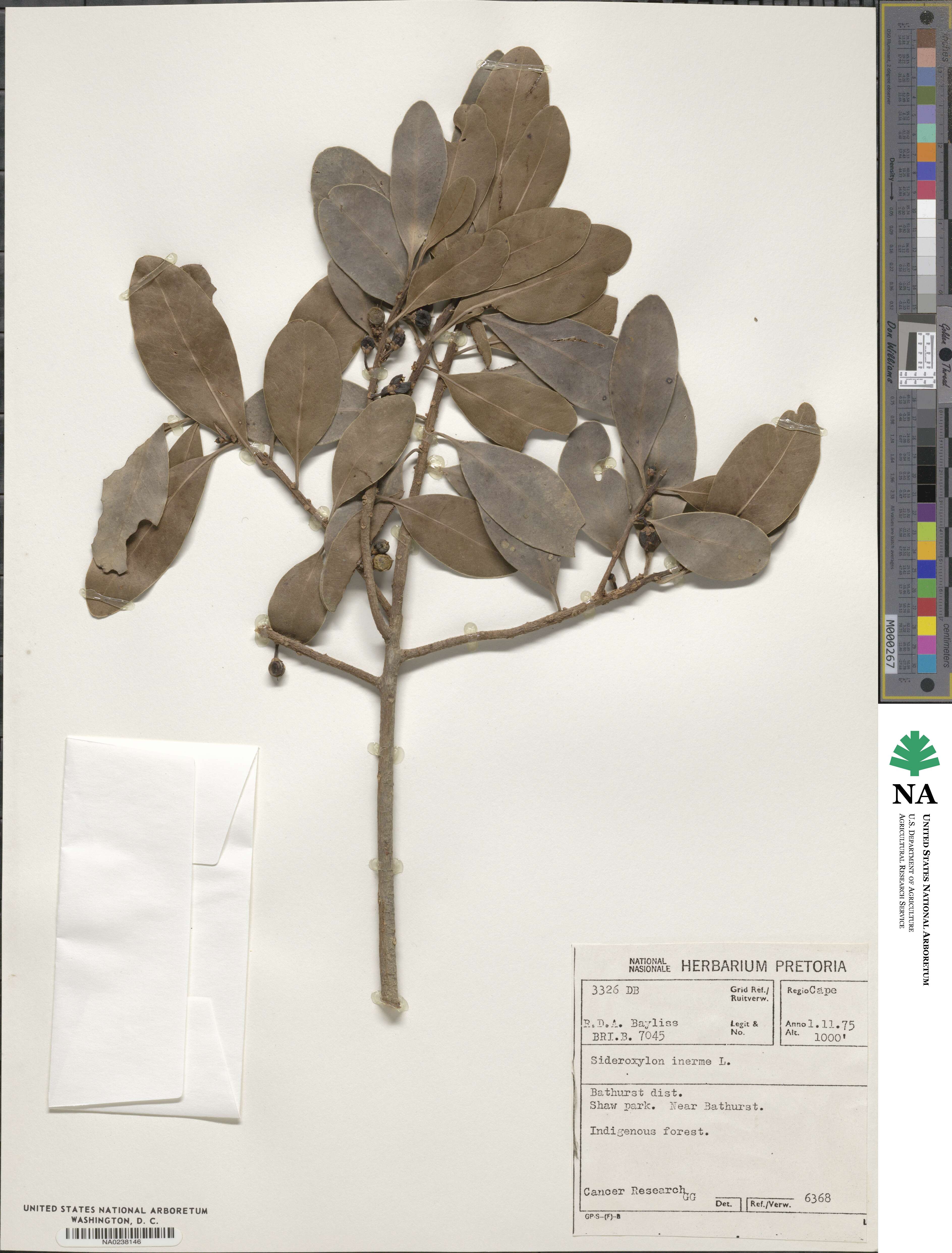 Sideroxylon inerme image