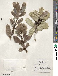 Sideroxylon inerme image