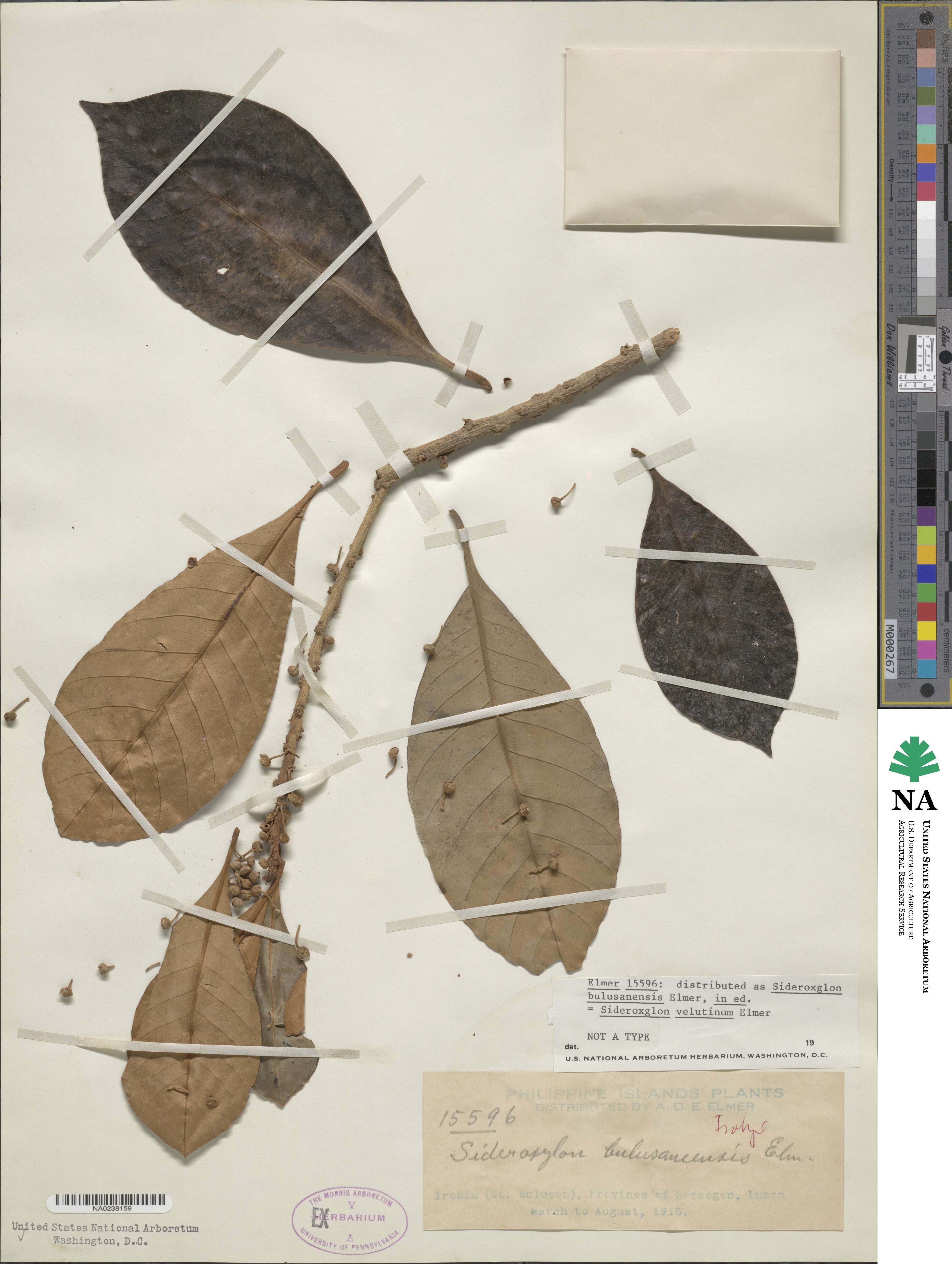 Planchonella velutina image