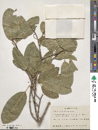 Sideroxylon foetidissimum image