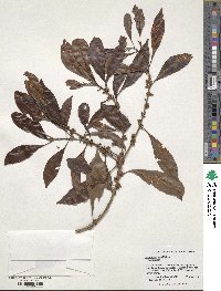 Image of Sideroxylon salicifolium