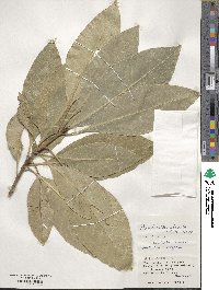 Planchonella obovata image