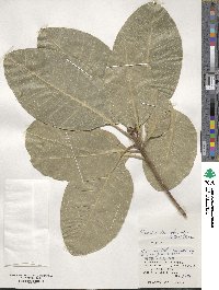 Planchonella obovata image