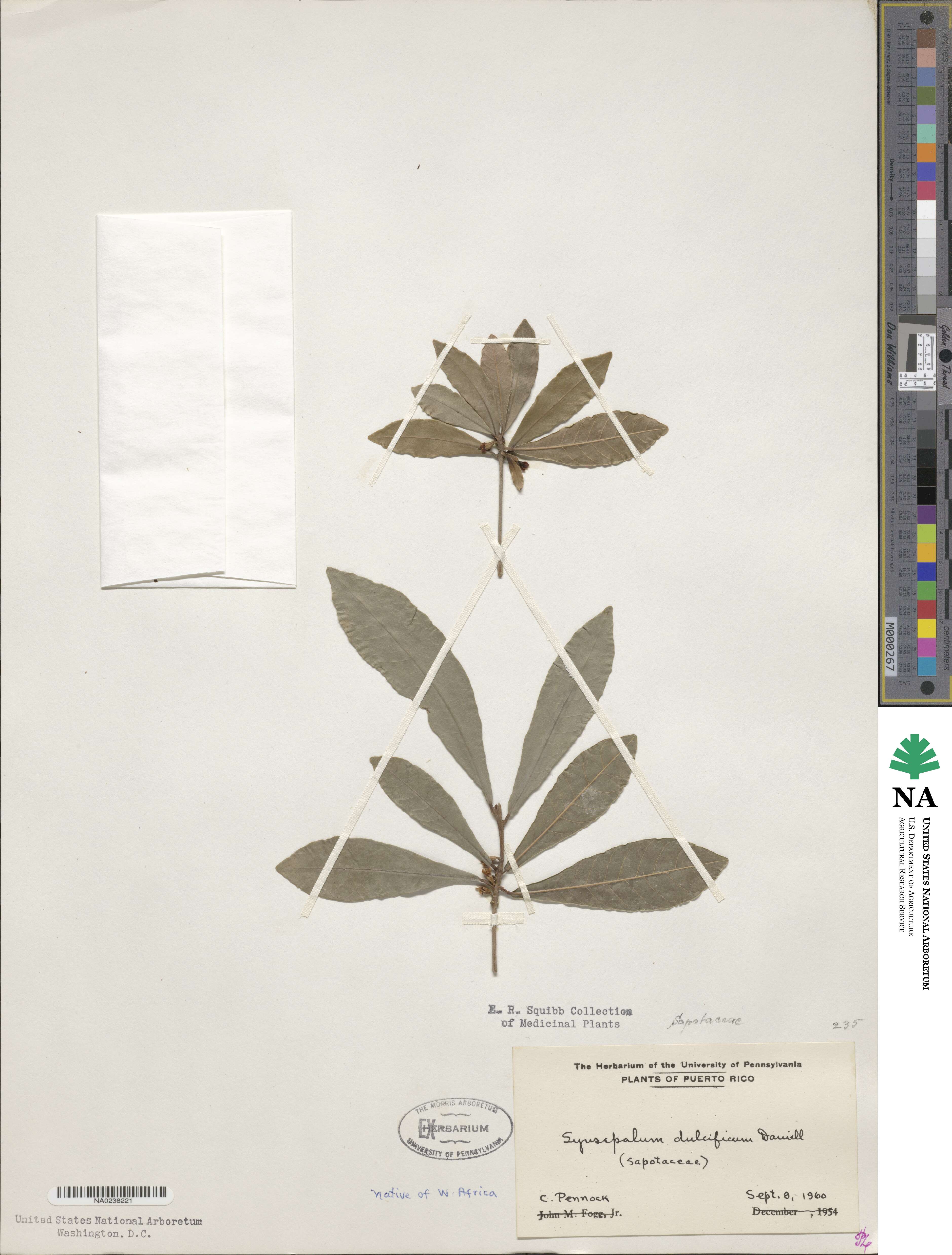 Synsepalum dulcificum image