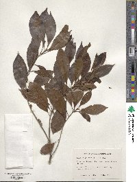 Sideroxylon salicifolium image