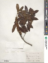 Sideroxylon salicifolium image