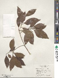 Sideroxylon salicifolium image