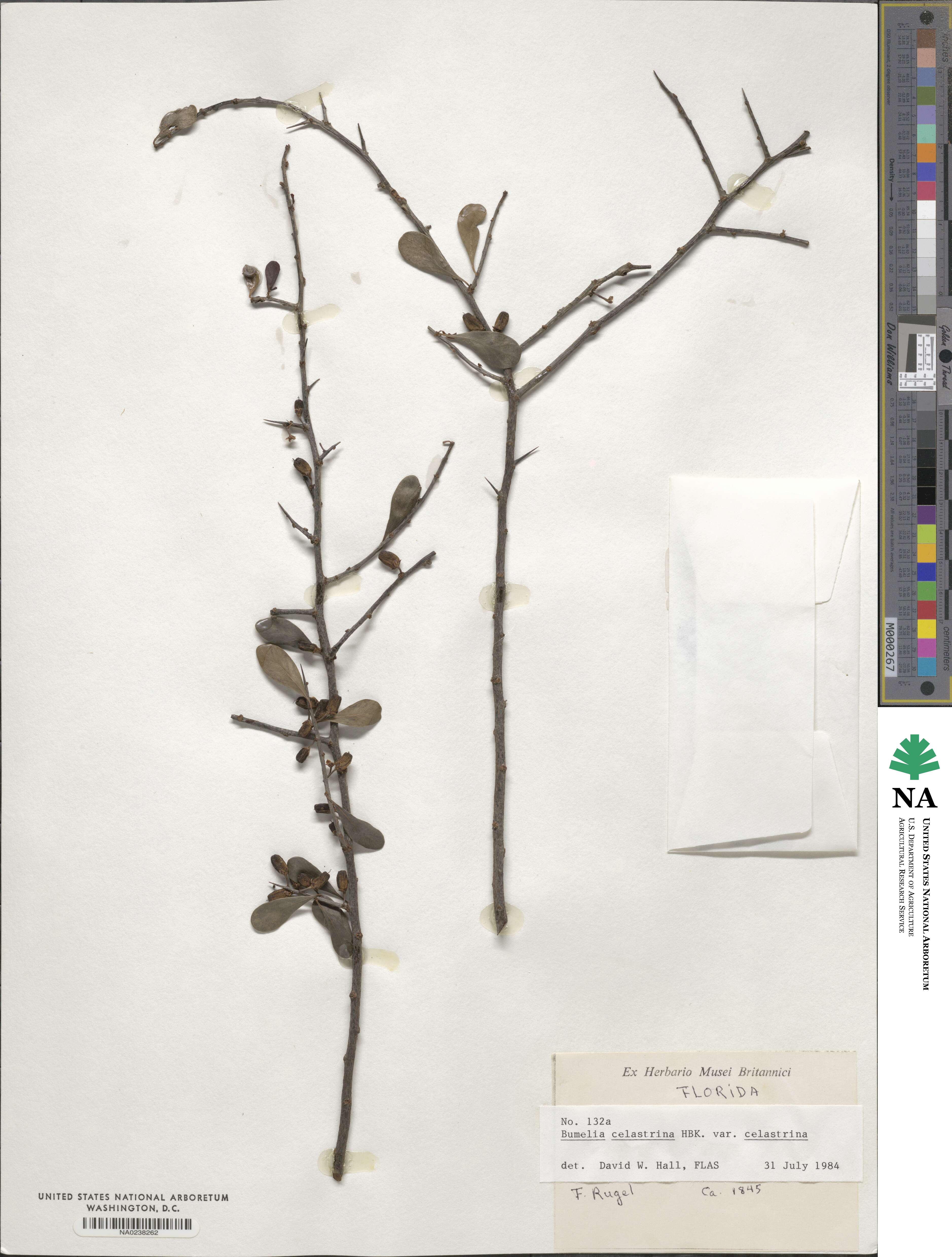 Sideroxylon celastrinum image