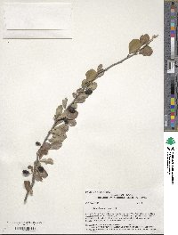 Sideroxylon celastrinum image