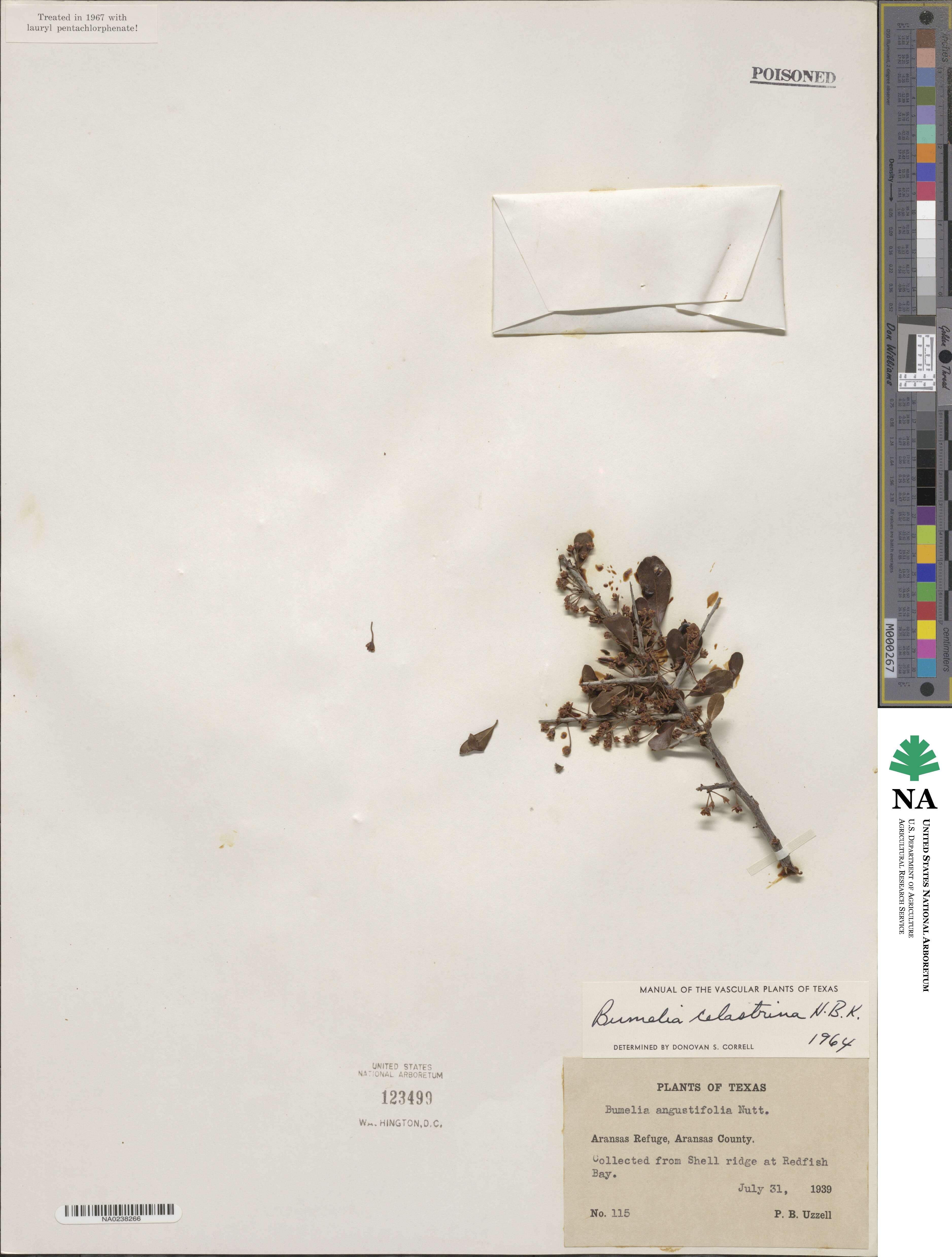 Sideroxylon celastrinum image