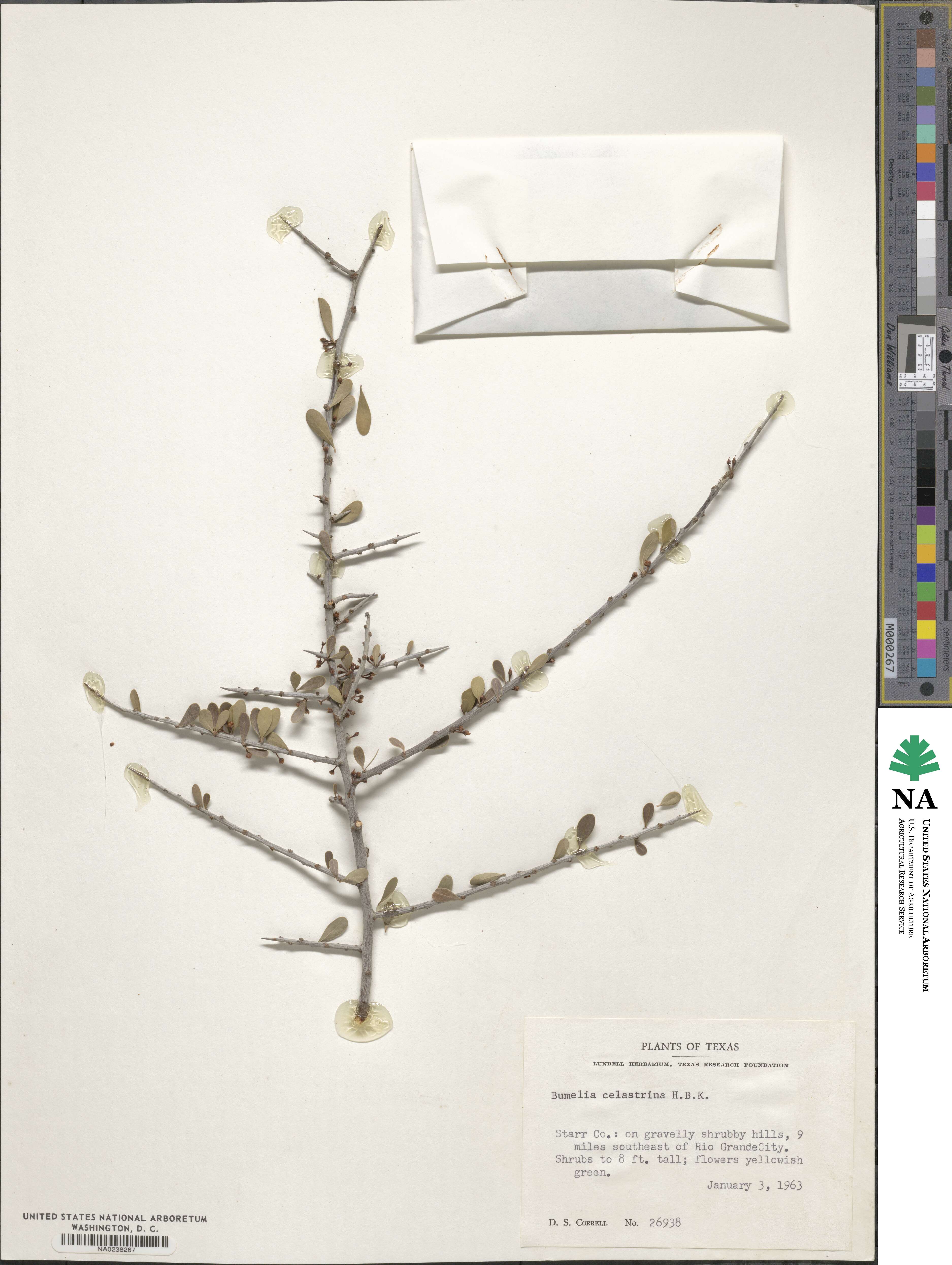 Sideroxylon celastrinum image