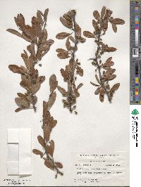 Sideroxylon lanuginosum image