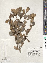 Sideroxylon lanuginosum image