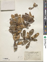 Sideroxylon lanuginosum image