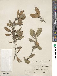 Sideroxylon lanuginosum image