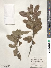 Sideroxylon lanuginosum image