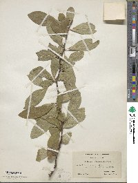 Sideroxylon lanuginosum image