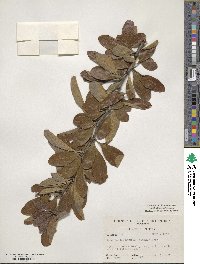 Sideroxylon lanuginosum image