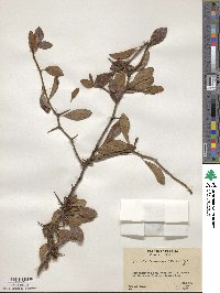 Sideroxylon lanuginosum image