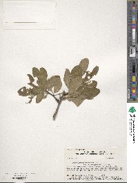 Sideroxylon lanuginosum image