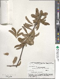 Sideroxylon lanuginosum image