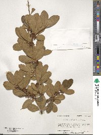 Sideroxylon lanuginosum image