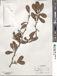 Sideroxylon lanuginosum image