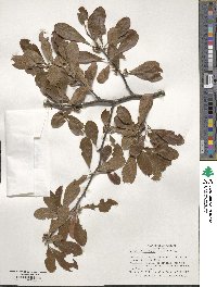 Sideroxylon lanuginosum image